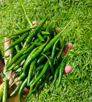 Fresh Indian Green Chilli for Export | FOB/CIF India – product photo, Red Chilli Pepper products found from trusted suppliers, wholesalers, manufacturers & exporters Listing