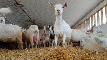 Genuine Live Milking Saanen Goats Premium Dairy Livestock With Strong Genetics And High Milk Performance Buy Now - CPW TRADE LTD - United Kingdom