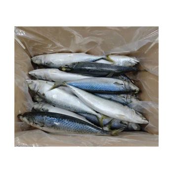 Land Frozen Pacific Mackerel Whole Round Chub Mackerel IQF 100% N. W Scomber Japonicus 400-600g - Shishi Zhengyuan Aquatic Product Science&Technology Development Co., Ltd. - China