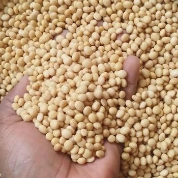Nigerian Soybeans (Soya Beans) - Usman Danda Store General Enterprises - Nigeria