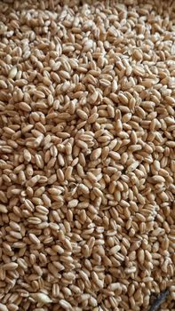 Wheat Grain from Rays Trading Wheat Grain - Rays Trading - Ethiopia