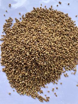Sudanese Sesame Seeds from PARMESH TRADE OFFICE Sudanese Sesame Seeds - PARMESH TRADE OFFICE - Iran