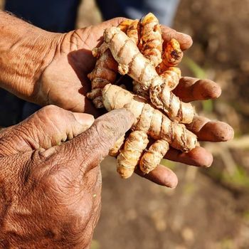 Best Quality Turmeric Powder Natural Turmeric Premium Supply Freshly Harvested Bulk Turmeric - AGRO AFRIQUE COMPANY LIMITED - Tanzania