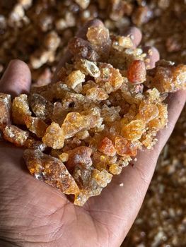 gum arabic - acacia seyal ( talha) - GS agro processing.co.ltd - South Sudan