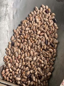 Light Speckled Kidney Beans available - GIFEX AGRO TANANZIA LIMITED - Tanzania