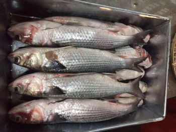 Fresh Grey Mullet Fish Freshness Level Fresh, Frozen Features No Artificial Flavors, No Preservatives, Organic, Without Colourants - MEME GROUP COMPANY LTD - Cameroon