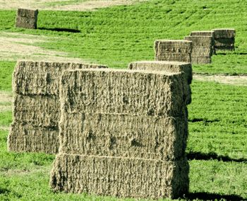 Animal feed, Premium Quality Rhodes Grass, A Grade, Pakistan Origin - Evergreen Packages Private Limited - Pakistan