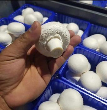 Fresh Button Mushroom - K R Enterprise - India