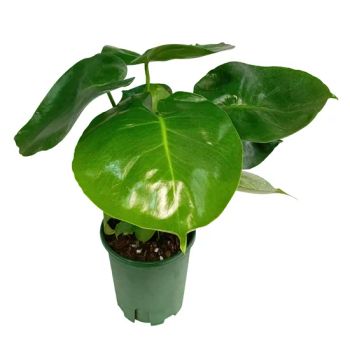 Monstera Small Live Plants Bonsai Wholesale Small Bamboo of Curvature of The Potted Plants - Xiamen Friendship Bridge Co., Ltd. - China
