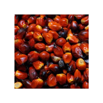 Cheap price palm nuts bulk supply wholesale top grade nutritious kernels - AMAC GOLD AND DIAMOND METALS SUPPLIER - Germany