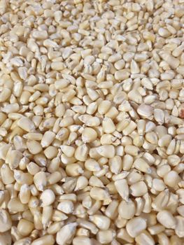 Premium Non GMO White Corn Grade 1 14% Moisture Max 50kg PP Bags For Wholesale Exporters - Banyen Inter Corp - Thailand