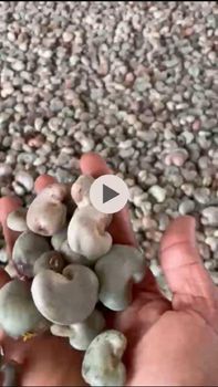 Cashew nut(unshelled) - Medilight global investment limited - Nigeria