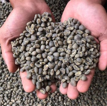 Arabica Coffee – product photo, Unwashed Arabica Coffee products found from trusted suppliers, wholesalers, manufacturers & exporters Listing
