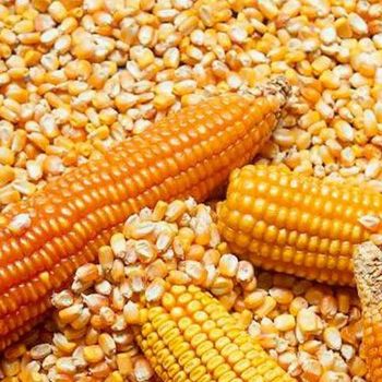 New Crop Yellow Corn Maize for human and animal feed grade consumption Yellow Corn For Poultry Feed - VERTEX TRADING LIMITED - United Kingdom