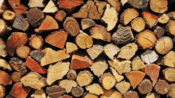 Hardwoods and Softwoods - AREMO TEMMY GLOBAL SYNERGY Y - Nigeria