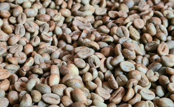 Robusta Green Beans Temanggung from Langit Nusa Internasional Robusta Green Beans Temanggung – product photo, Long Green Beans products found from trusted suppliers, wholesalers, manufacturers & exporters Listing
