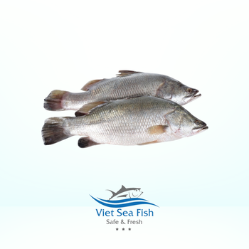 Frozen Seabass Whole Round Size 500/2000 Gr/pc Fob Price 3.70 Usd/kg FOB Price 3.70 Usd/kg Glazing Percentage 10% Packing Method IQF, Iqf - Viet Sea Fish Ltd., Co. - Vietnam