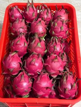 Dragon Fruit from Counti Company Limited Dragon Fruit – product photo, Organic Dragon Fruit products found from trusted suppliers, wholesalers, manufacturers & exporters Listing