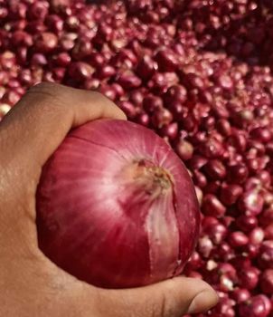 Fresh Red Onion White Onion Yellow Onion 5-8cm Farm Grown Non-Peeled Premium Quality Cold Storage 6-Month Shelf Export from Smart Agri GmbH Fresh Red Onion White Onion Yellow Onion 5-8cm Farm Grown Non-Peeled Premium Quality Cold Storage 6-Month Shelf Export – product photo, Top Quality Products