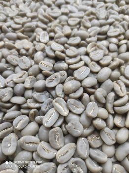 Greenbeans Wild Luwak Arabica Gayo - Aceh Indonesia – product photo, Ground Black Coffee products found from trusted suppliers, wholesalers, manufacturers & exporters Listing