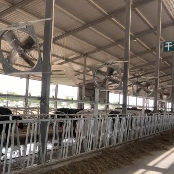 High Quality Hot-DIP Galvanized Cow Neck Clamp, 6 Meters Long, Including 10 Cow Positions - Hebei Junguang Animal Husbandry Technology Co., Ltd - China