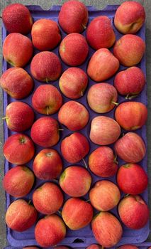 Fresh Quality Royal Gala Apples premimum export quality class 1 grade excellent packing - NINE FRUITS EXPORTS (PTY) LTD - South Africa