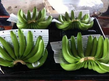 Fresh Green Cavendish Banana - AGRODESARROLLOS GOMEZ Y MAQUINAY S.A - Costa Rica