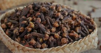 cloves - MAECHA TRADING - Madagascar