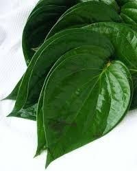 Betel Leaf - H2g Sourcing - Bangladesh