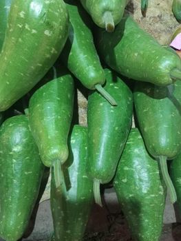 Bottle Gourd -  AVA International  - India