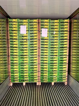 Fresh Hass or Fuerte avocado from WAPEX TRADING LIMITED Fresh Hass or Fuerte avocado - WAPEX TRADING LIMITED - Tanzania