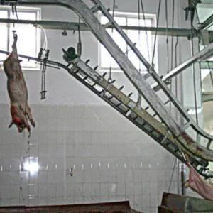 Professional Full Set Pig Slaughter Machine Butcher Line for Pig Slaughterhouse Pig Slaughtering Equipment - Zhenbang (Guangdong) Machinery Technology Co., Ltd. - China