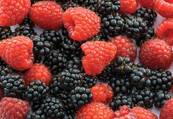 Quality blueberries  and Strawberries ,cherries Organic Yes Origin Other Degree of Processing Frozen - logitena - Lithuania
