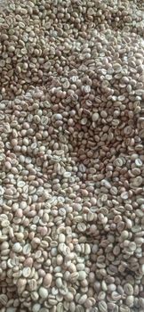 Java Arabica Green Beans Coffee G1 - Premium – product photo, Long Green Beans products found from trusted suppliers, wholesalers, manufacturers & exporters Listing