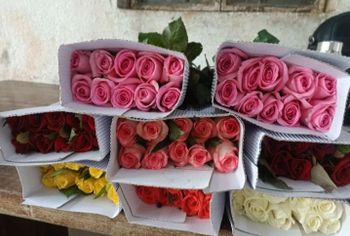Fresh Cut Rose Grade Export Place of Origin INDIA Size 40cm /50 /60 /70 / 80cm Delivery Focus Timely Delivery Storage Type Cold Chain Supply - Govind Spiritual Flowers - India