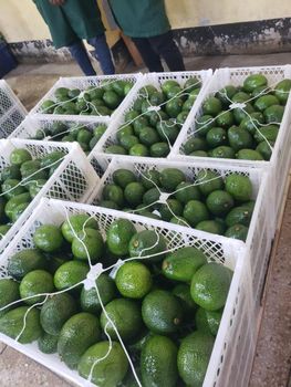 HUSS Avocado - TL GENERAL TRADING LLC - United Arab Emirates