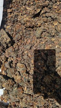 Commiphora holtziana know Us Hagar and Commiphora opoponox Features Organic Product Type Herbs Type Different grades Grade Grade A and Super - WALID ENTERPRISE LIMITED - Kenya
