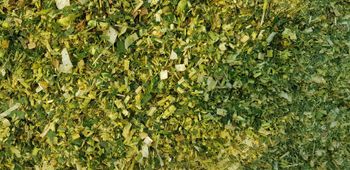 Corn Silage Quality A+ Grade Quality Packaging 850/Kg - 950/Kg - SARCO International Trading CO - Pakistan