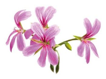 Dried Geranium Shelf Life 2 years Packaging Plastic bags Application Methods Brewing Into Teas, Infusing Oils/syrups, Making Potpourri, Baking, Creating Diy Bath Soaks, Adding To Sachets For Home Fragrance And Pest Control - ALBA GRUPS Ltd. - Bulgaria