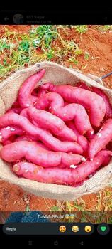 Sweet pitatos - Pandu fresh farms - India