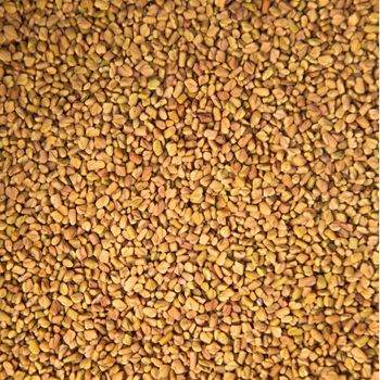 Fenugreek Seeds Superior Quality Selection With Authentic Flavor Characteristics For Global Food Ingredient Demand - TOSOH INTERNATIONAL - South Africa