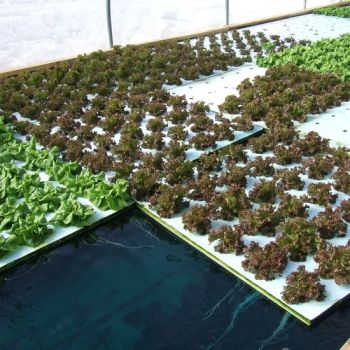 Agricultural Greenhouse Hydroponic XPS Floating Board Farming Deep Water Cultivation Dwc Raft for Growing Lettuce - G and N Fortune Limited - China
