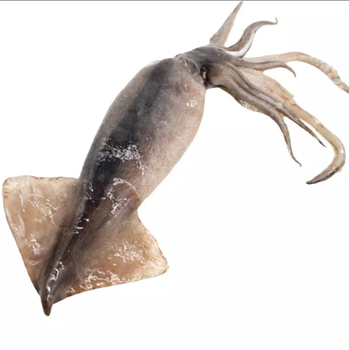 cheap Price Frozen Whole Loligo Squid (Seafood) Dried squid whole argentina illex squid - AFNA GmbH - Germany