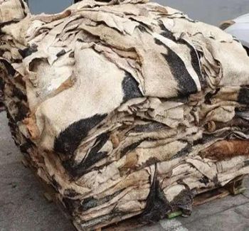 Best Quality Wet Salted & Dry Salted Donkey Hides Bulk Raw Animal Leather Skins for Tanning Manufacturing and Export from AGRONOVA Best Quality Wet Salted & Dry Salted Donkey Hides Bulk Raw Animal Leather Skins for Tanning Manufacturing and Export - AGRONOVA - United States