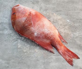 Frozen Red Snapper Fish Fillets Skin-On and Scale-Off Boneless Ruby Snapper Vacuum Pack Low-Carb - TRADECENTRIC LLC - United States