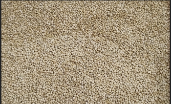 Quinoa bold white - Puresaiens Health Private Limited - India