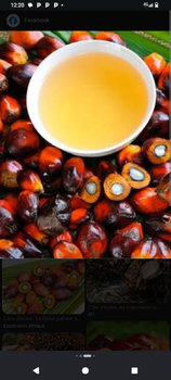 palm oil from Orel international limited palm oil - Orel international limited - Ivory Coast