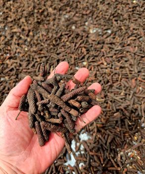 Java Long Pepper Broken Clove 2 % Origin Indonesia Shelf Life 24 Month Foreign Matters Nil Moisture Content Max 12 % Storage Method Cool & Dry - Sandi International Trading - Indonesia