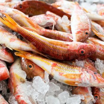 Wholesale Frozen Red Mullet bulk cartons export ready seafood for restaurants and traders