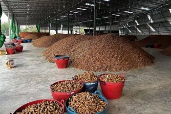 We offer premium Tamarind from Tanzania Origin tanzania Product Type Baby Food, Confectionery Features Gluten-Free, Lactose-Free, Organic, Vegan - malter group - Tanzania